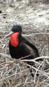 Great frigate birds have green iridescnce and greater frigate birds have purple iridescence